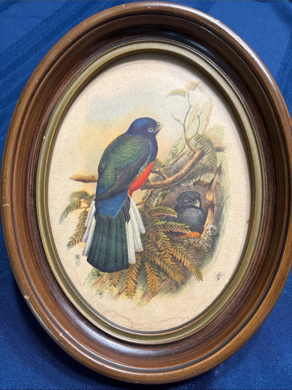 Framed Bird Print Wall Art - Blue, green, and Red Tropical Bird